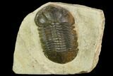 Bargain, Struveaspis Trilobite Tinejdad - Morocco #119912-1